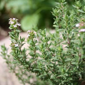thyme