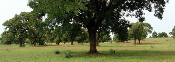 wild Shea tree
