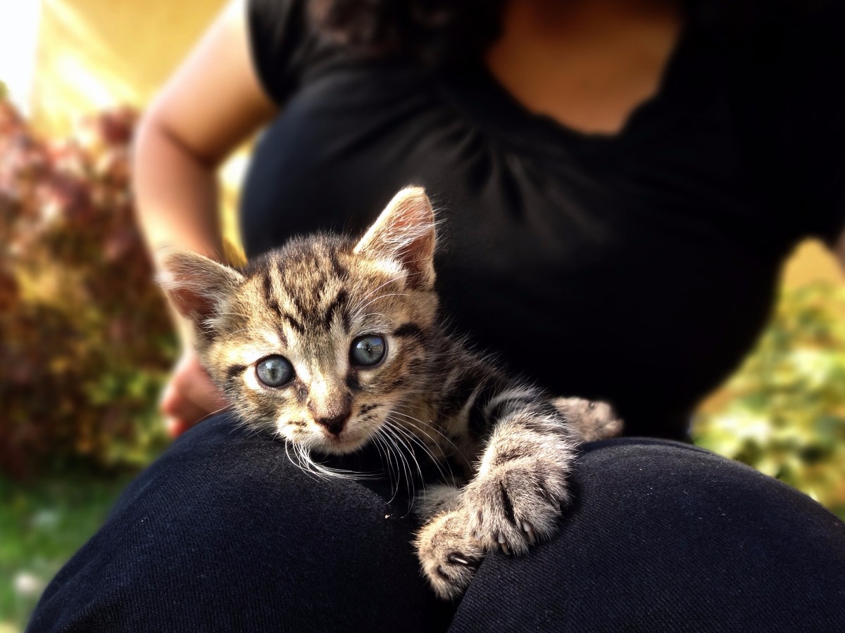 Do You Make Your Own Pet Food? Get the Skinny & Two Easy Recipes – Because We Love Our Furry&nbsp;Friends