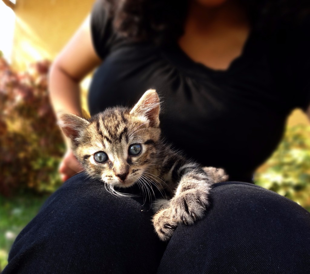 Do You Make Your Own Pet Food? Get the Skinny & Two Easy Recipes – Because We Love Our Furry&nbsp;Friends