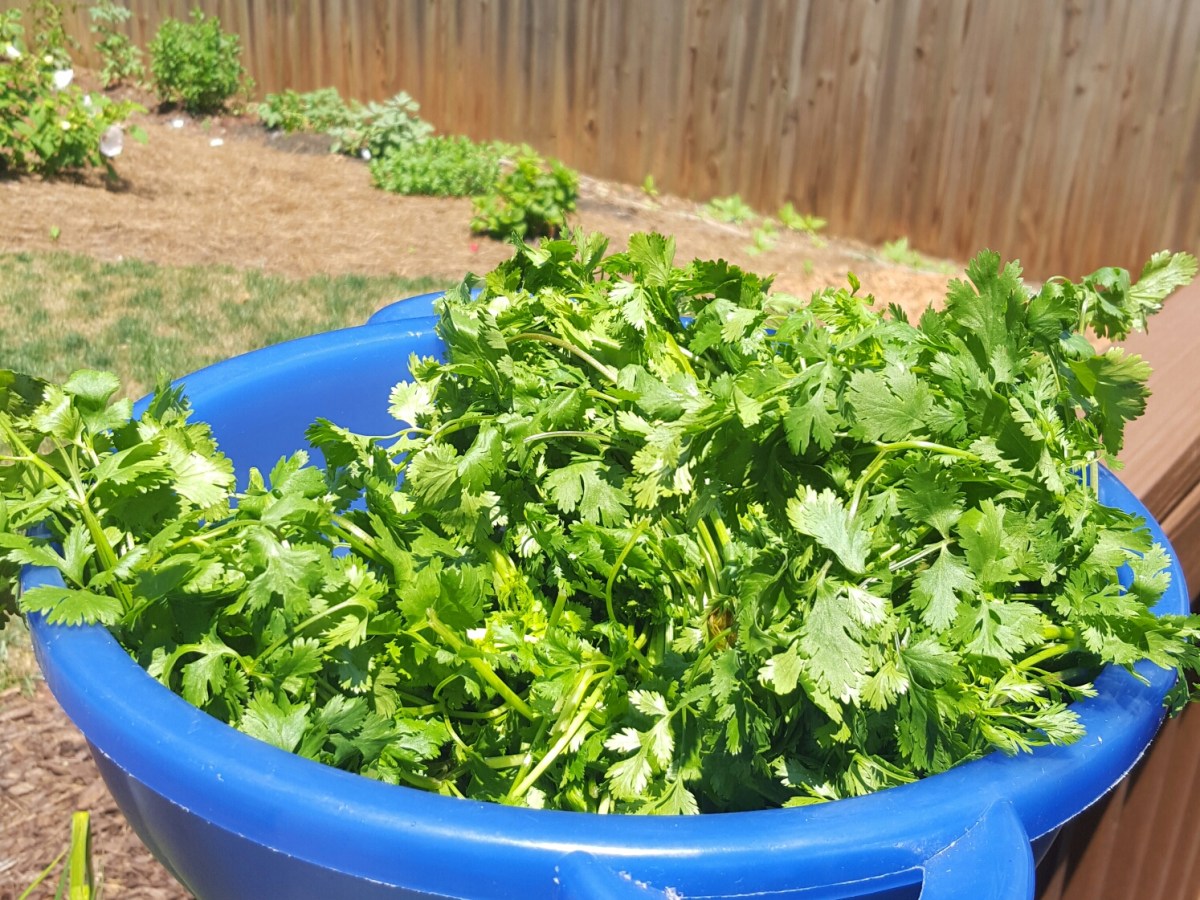 How I Store Herbs For Food&nbsp;Prep.