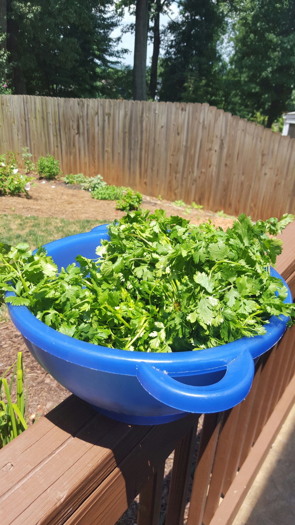 How I Store Herbs For Food&nbsp;Prep.